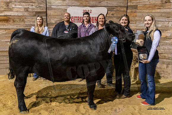 Steer Show County Bred Champion