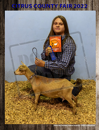 Class 2 Open Youth Dairy Yearling Doe