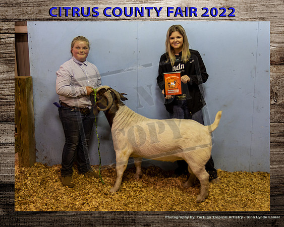 Class 23 Sr Breeding Buck