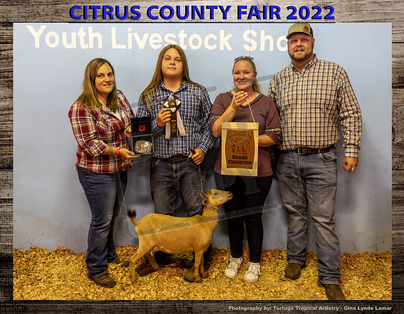Dairy Goat Doe Grand Champion