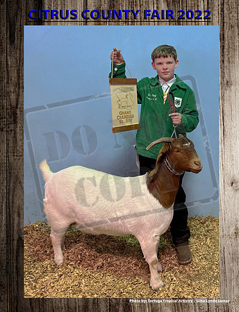 Sr Doe Grand Champion