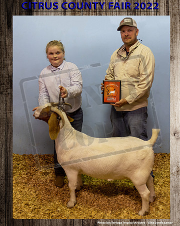 Sr Doe Reserve Grand Champion