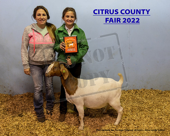 Class 7 Yearling Breeding Doe