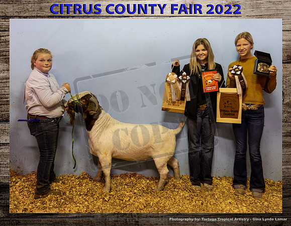 Senior Buck Champion