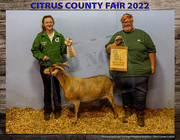 Dairy Goat Doe Reserve Grand Champion