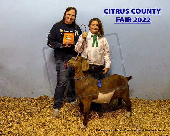 Class 6 Open Youth Meat Yearling Breeding Doe