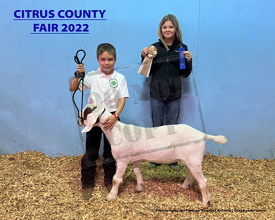Reserve Grand Champion Wether