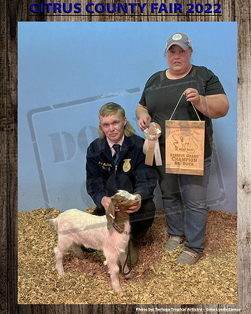 Class 24 Sr Breeding Buck