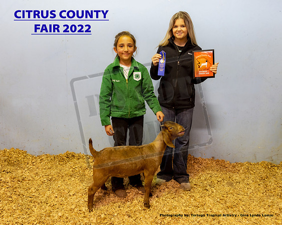 Class 1 Open Youth Meat Jr Breeding Doe