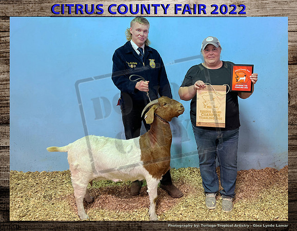 Class 8 Yearling Breeding Doe
