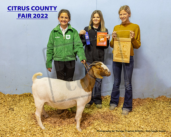 Yearling Doe Grand Champion