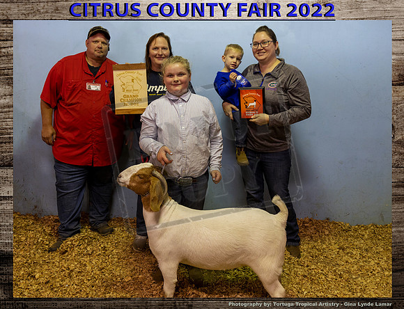 Class 4 Open Youth Meat  Jr Breeding Goat