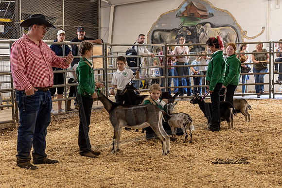 Youth Goat Judging