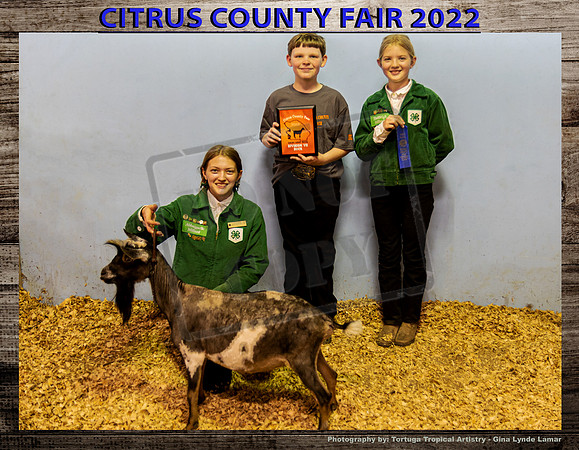Class 7 Open Youth Dairy Sr Buck
