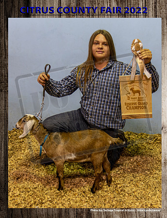 Dairy Goat Buck Reserve Grand Champion