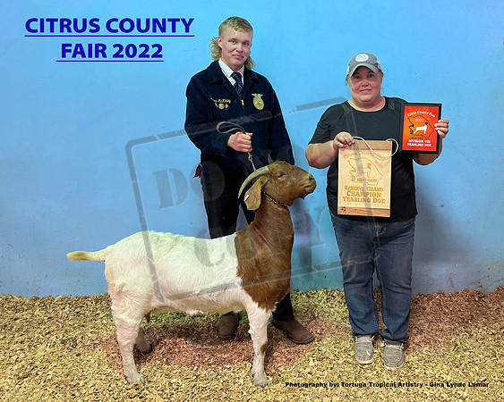 Yearling Doe Reserve Grand Champion