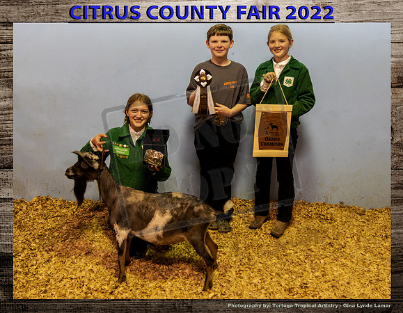 Dairy Goat Buck Grand Champion