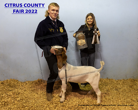 Grand Champion Wether
