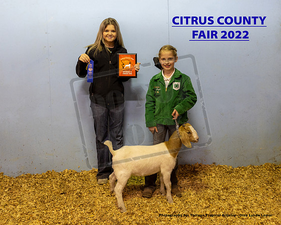 Class 2 Open Youth Meat Jr Breeding Doe