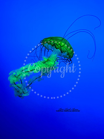 Allure of the Jellyfish