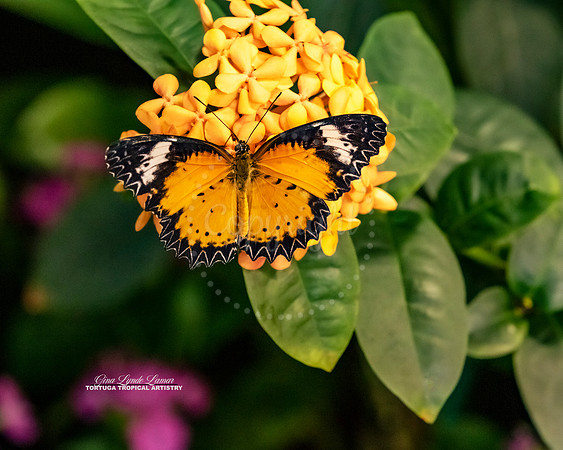 Leopard Lacewing