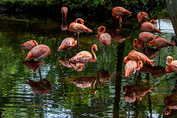 Flamingo Flock copy