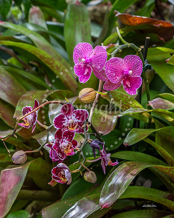 Orchid Garden