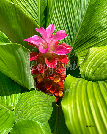 Ginger Curcuma