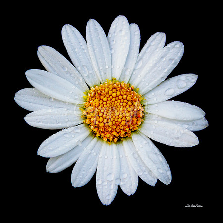 DaisyDew