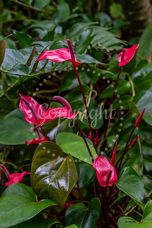 Flamingo Lily