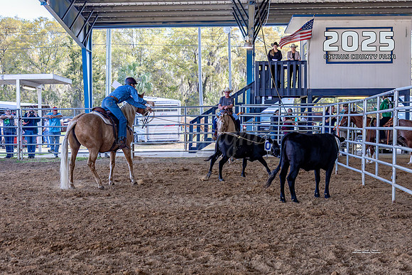 Horses 10