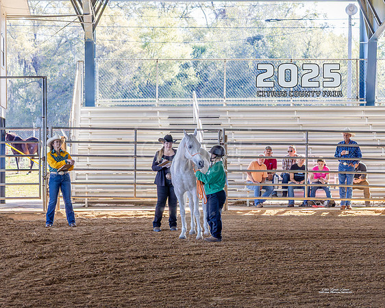 Horses 3