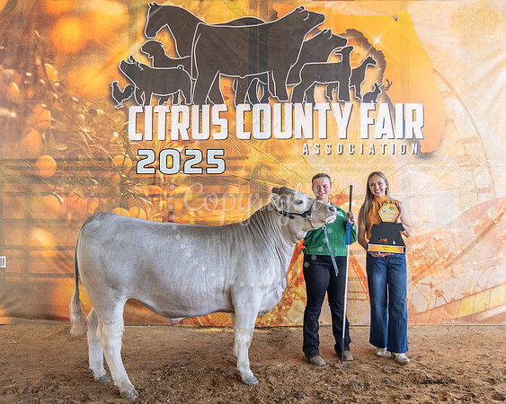 Steer Class 3