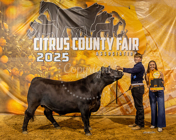 Steer Class 8