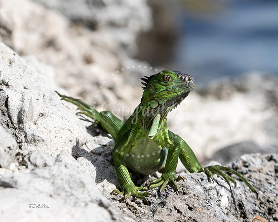 GreenIguana