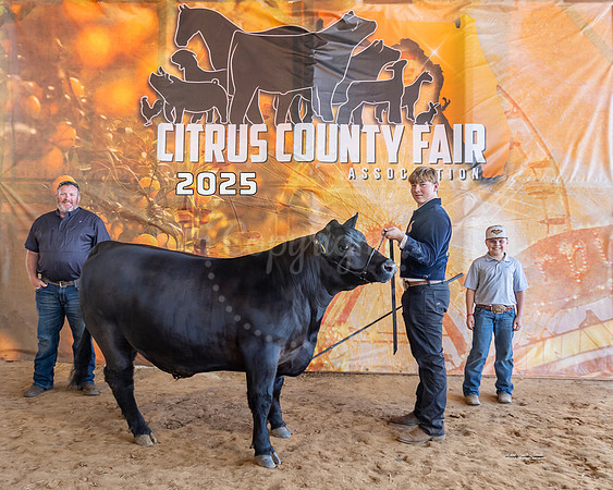 County Breed Grand Champion Steer