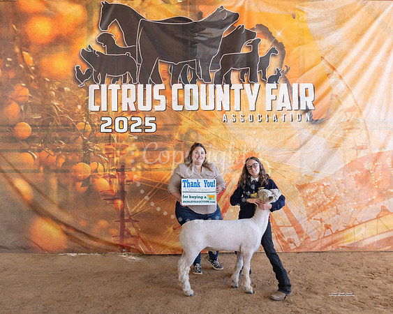 #113 Market Lambs