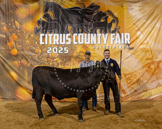 Steers #61