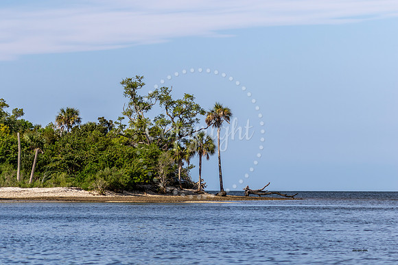 Needle Grass Shell Island