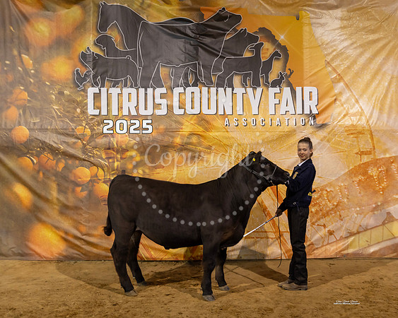 Steers #31