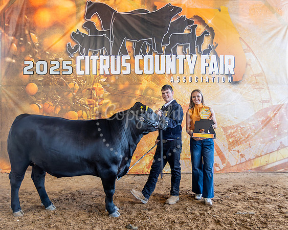 Steer Class 5