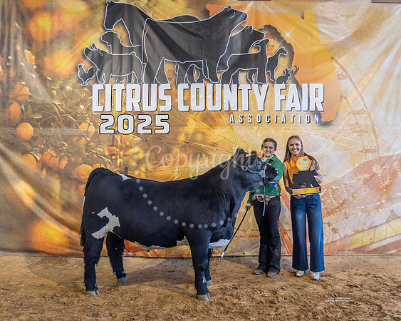 Steer Class 6