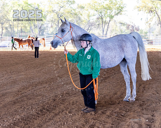 Horses 4