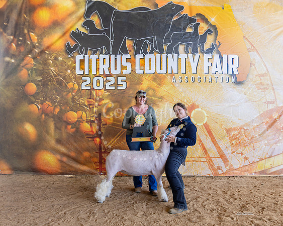 All Other Wool Breed Ewe Class III