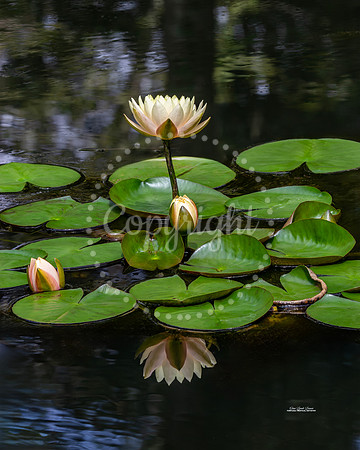 Pond Lilies