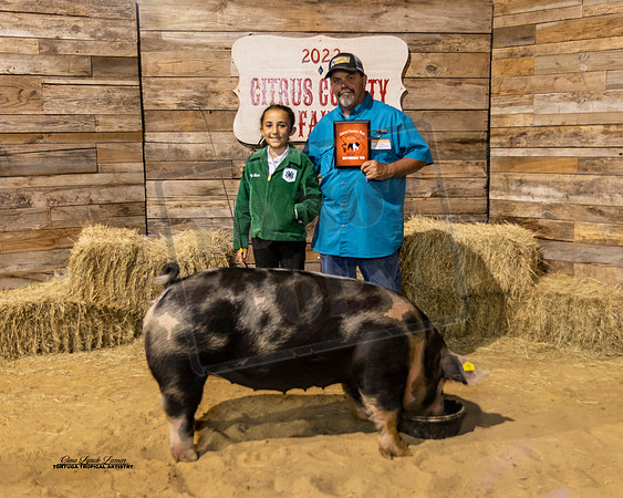 Swine Show Class 7