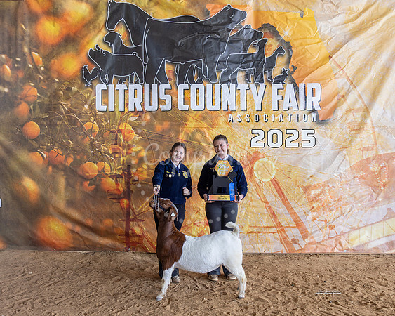 Yearling Breeding Doe Class 6
