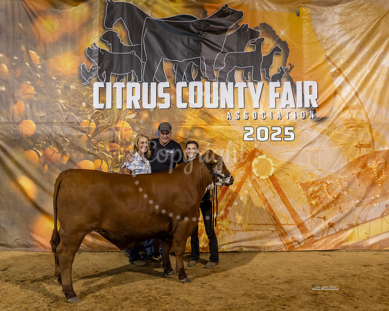Steers #41
