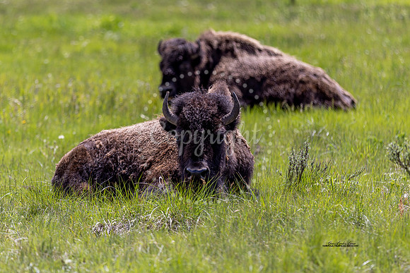 Youth Buffalo