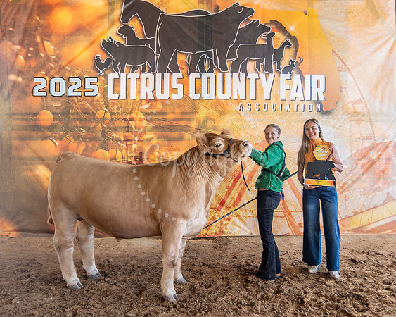 Steer Class 4